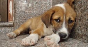 Δικογραφία για θανάτωση σκύλου στο Μεσολόγγι