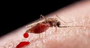 Μέτρα προστασίας μετά το κρούσμα ελονοσίας στο Μεσολόγγι