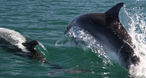 Όταν τα δελφίνια επισκέπτονται την Αμφιλοχία (Φωτογραφίες)
