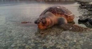 Ναύπακτος: Νεκρή χελώνα καρέτα-καρέτα στο Γρίμποβο (Φωτογραφίες)