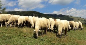 Ένωση Αγρινίου: Σε κίνδυνο το πρόγραμμα Βιολογικής Κτηνοτροφίας
