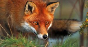Αιτωλοακαρνανία: Εμβολιασμοί κόκκινων αλεπούδων