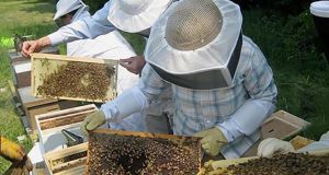 Ενημέρωση Μελισσοκόμων από τη ΔΑΟΚ της Αιτωλοακαρνανίας
