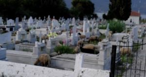 «Αιδώς Αργείοι» – Νεκροταφείο Μύτικα: Κοπάδια αδέσποτων ζώων σπάνε και…