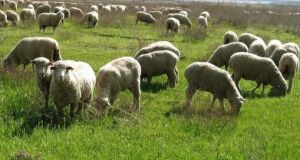 Δωρεάν εκπαίδευση νέων κτηνοτρόφων από το πρόγραμμα «Νέα Γεωργία για…