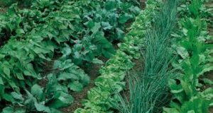 Δήμος Αγρινίου: Ξεκινούν οι ανοιξιάτικες καλλιέργειες στο Δημοτικό Λαχανόκηπο