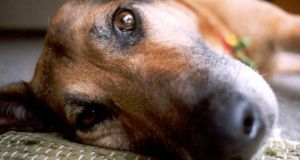 Αγρίνιο: Ανασύσταση μελών 5μελούς επιτροπής για την διαχείριση αδέσποτων ζώων…