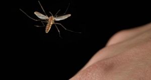 Eφαρμογή τεχνητής νοημοσύνης προειδοποιεί… όταν πλησιάζει κουνούπι!