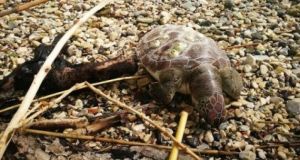 Kι άλλη χελώνα νεκρή στον Αμβρακικό κόλπο (Φωτό)