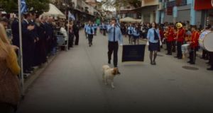 Σκυλάκι έκανε παρέλαση στη Ναύπακτο και πέρασε καμαρωτό μπροστά στους…
