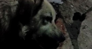 Κι άλλη θανάτωση σκύλου στην περιοχή του Μεσολογγίου