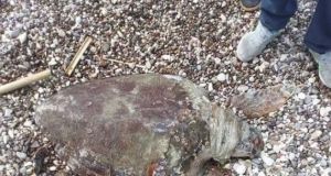 Θαλάσσια χελώνα βρέθηκε νεκρή στην πλαζ Αστακού (Φωτό)