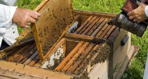 Σεμινάριο μελισσοκομίας στο Μεσολόγγι