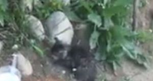 Καινούριο Αγρινίου: Πράξη ανθρωπιάς, έσωσε γατάκια από μαρτυρικό θάνατο (Βίντεο)