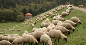 Αγρίνιο: Εξιχνίαση κλοπής κτηνοτροφικής μονάδας