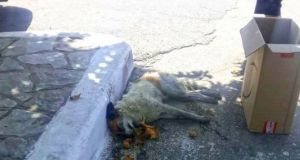Σκότωσαν με φόλα σκύλο στο Μοναστηράκι Βόνιτσας