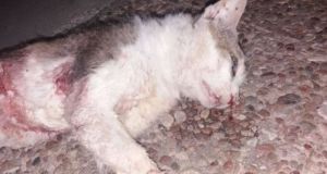 Φιλοζωική Οργάνωση Αγρινίου: «Τη γατούλα την σκότωσαν δύο πιτ μπουλ»…