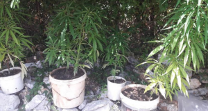 Συλλήψεις στον Αστακό για καλλιέργεια και κατοχή ναρκωτικών