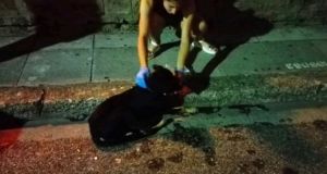 Σκυλίτσα ξεψύχησε από φόλα στο Συντριβάνι – Απάνθρωπες συμπεριφορές στο…