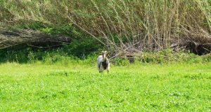 Προτάσεις WWF για το περιβαλλοντικό έργο της νέας κυβέρνησης