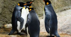 Μειώνεται δραματικά ο πληθυσμός των βασιλικών πιγκουίνων