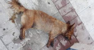 Διασελλάκι Θέρμου: Δικογραφία σε βάρος άγνωστου δράστη για θανάτωση σκύλου