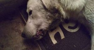 Βόνιτσα: Νέο περιστατικό θανάτωσης σκύλου