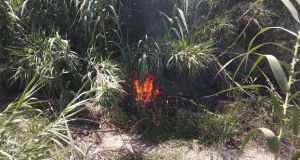 Μεσολόγγι: Πυρκαγιά από βραχυκύκλωμα της Δ.Ε.Η. στην Αγριλιά (Φωτό)