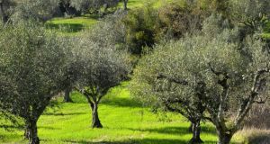 Eλαιοπαραγωγοί Αιτωλικού: Ένταξη της ελιάς παραγωγής στον κατάλογο του Υπουργείου