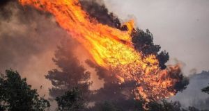 Αβόρανη: Κάηκαν 10 στρέμματα ξερόχορτα και 20 ελαιόδεντρα