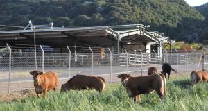 Ένωση Αγρινίου: Τι αλλάζει στην ίδρυση και λειτουργία κτηνοτροφικών εγκαταστάσεων