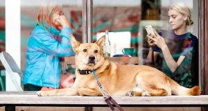 Στη Θεσσαλονίκη δημιούργησαν το Doggo: Το πρώτο facebook για σκύλους!