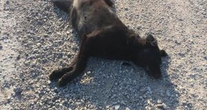 Αγρίνιο: Θανάτωσαν δύο σκυλιά στη Στράτο