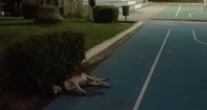 Αγρίνιο: Έπαιζαν μπάσκετ στο Δ.Α.Κ. δίπλα σε δολοφονημένα σκυλιά (Φωτό)