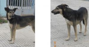 Χάθηκε σκυλί στο Αγρίνιο – Μπορείτε να βοηθήσετε;