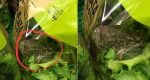 Βρέθηκε βάτραχος μέσα σε σαλάτα γνωστής ελληνικής αλυσίδας σούπερμαρκετ