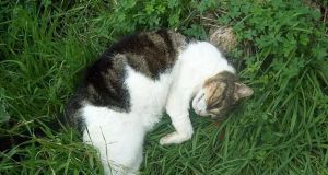 Καταγγελία: Aσυνείδητοι σκοτώνουν γάτες στην Χούνη Αγρινίου