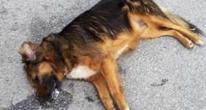 Μεσολόγγι: Δύο άτομα θανάτωσαν σκύλο και αναζητούνται