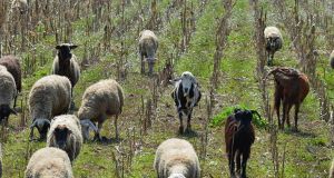 Ένωση Αγρινίου: Αιγοπρόβατα και παραφυματίωση