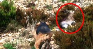 Αιτωλ/νία: Συλλήψεις για παράνομο κυνήγι λαγού στα Ακαρνανικά Όρη