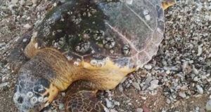 Βόνιτσα: Νεκρή εντοπίστηκε θαλάσσια χελώνα στη παραλία (Φωτό)