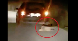 Κτηνωδία στη Βόνιτσα: Έσερνε σκύλο στην άσφαλτο με το αυτοκίνητο