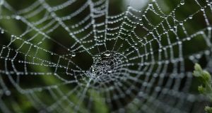 ΝΕΑ ΠΑΣΕΓΕΣ:Η στρατηγική της αράχνης στο ΟΣΔΕ