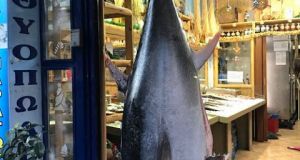 Αγρίνιο: Τούνα 130 κιλών πωλήθηκε εν ριπή οφθαλμού-αλιεύθηκε σε θαλάσσια…