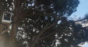 Νέα Αβόρανη Αγρινίου: Οι ιδιοκτήτες οικοπέδων να κόψουν κλαδιά δέντρων