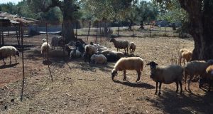 Ένωση Αγρινίου: Ευζωία των ζώων και υποχρεώσεις των κτηνοτρόφων –…