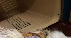 Ναυπακτία: Έριξαν οξύ σε γάτα – Προσοχή σκληρές εικόνες!