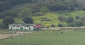 Γήπεδο Κατούνας: Βοσκούν πρόβατα, μόλις ένα χρόνο μετά τα εγκαίνια…