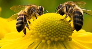 Γιατρός έβγαλε ζωντανές τέσσερις μέλισσες από το μάτι γυναίκας (Βίντεο)