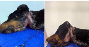 Ναύπακτος: Σκυλί βρέθηκε με κομμένο λαιμό από το σύρμα που…